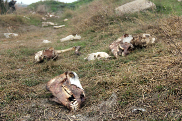 Adana'da Skandal Görüntüler | Vatandaşa Eşek Eti Satılıyor