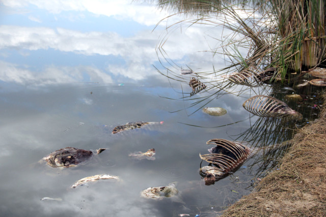 Adana'da Skandal Görüntüler | Vatandaşa Eşek Eti Satılıyor