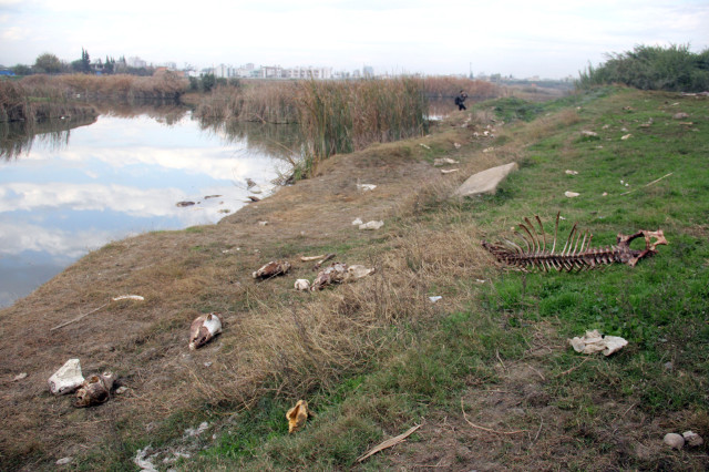 Adana'da Skandal Görüntüler | Vatandaşa Eşek Eti Satılıyor
