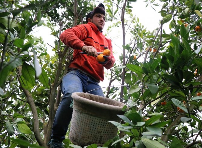 Narenciye üreticisi işçi bulamıyor