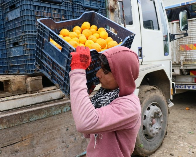 Narenciye üreticisi işçi bulamıyor