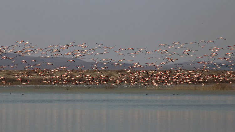 Akgöl'ün Gelini' Allı Turnalar