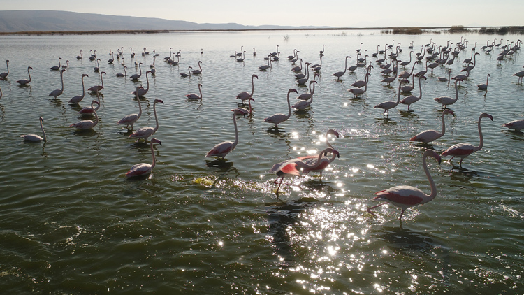 Akgöl'ün Gelini' Allı Turnalar
