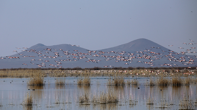 Akgöl'ün Gelini' Allı Turnalar