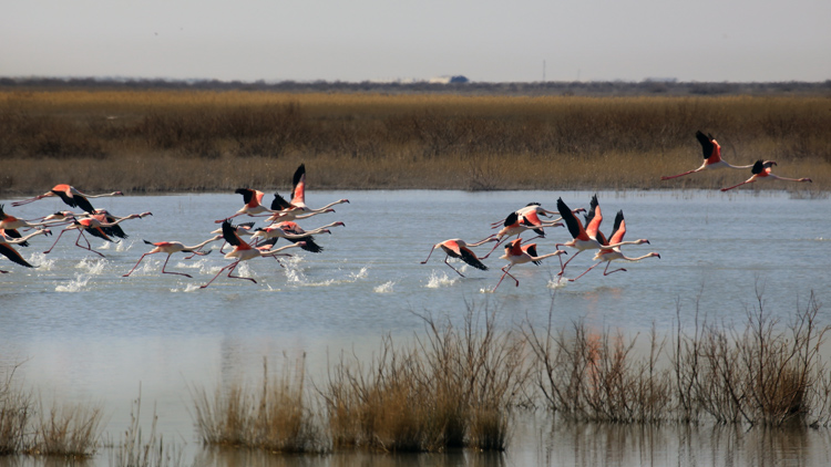Akgöl'ün Gelini' Allı Turnalar