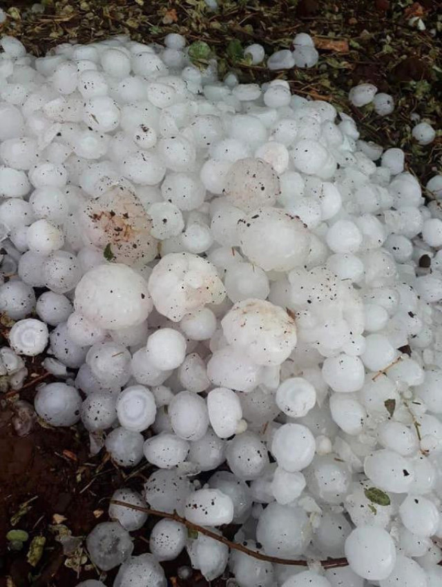 Antalya'da korku dolu anlar! Ceviz büyüklüğünde...