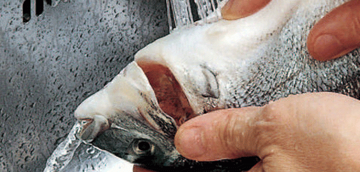 Kırlangıç Haşlaması tarifi, hazırlanışı, malzemeleri | Nasıl Yapılır?