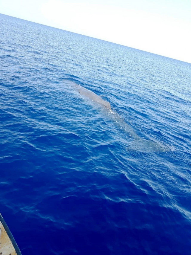 Fethiye’de balina sürprizi