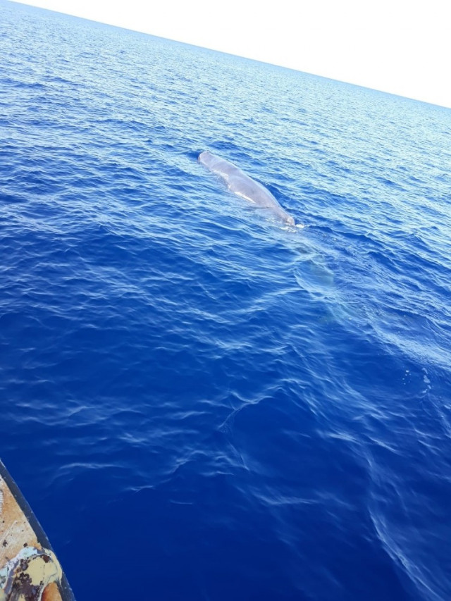 Fethiye’de balina sürprizi,