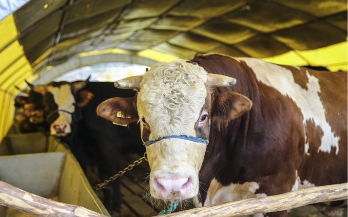 Carrefour kurbanlık fiyatları 2019 | Büyükbaş, Küçükbaş fiyatları kaç TL