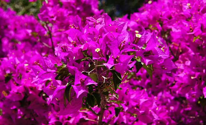 Begonvil nedir, ne demektir? Begonvil hikayesi nedir?