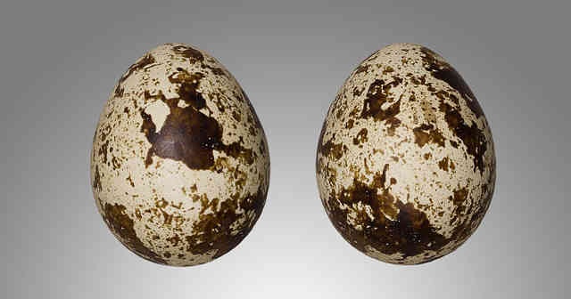 Bıldırcın yumurtasının faydaları nelerdir? Bıldırcın yumurtası nasıl yenir?