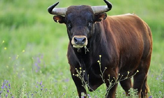 Kurbanlık alırken nelere dikkat edilmeli? Hangi hayvanlar kurban olur?