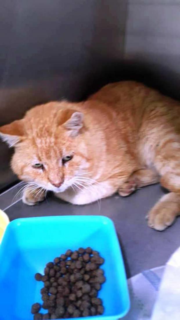 Kedinin röntgeni 'Yok Artık' dedirtti