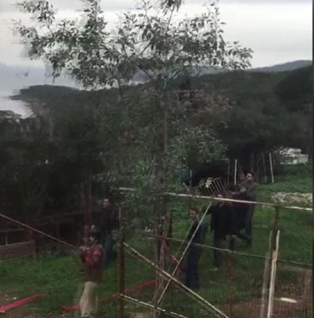 Büyükada'da yangın çıktı: 7 at telef oldu