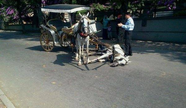 Aralık ayında görülen ruam hastalığı nedeniyle Adalar’a k