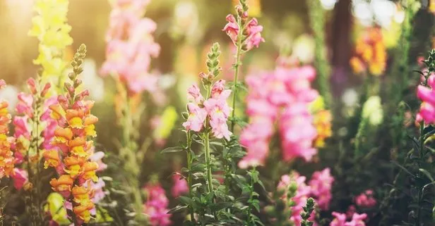 Cemre düşmesi nedir? İlk Cemre ne zaman düşer? İkinci ve üçüncü cemre ne zaman düşecek?