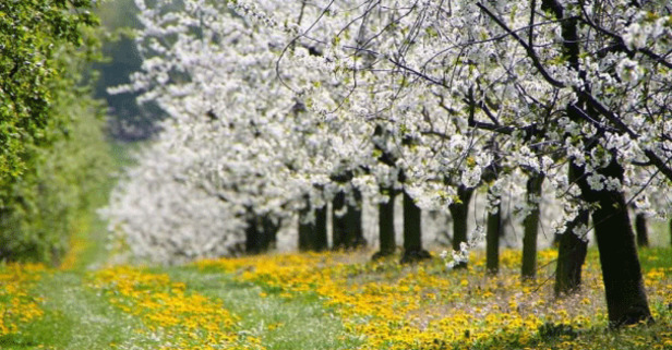 Cemre düşmesi nedir? İlk Cemre ne zaman düşer? İkinci ve üçüncü cemre ne zaman düşecek?