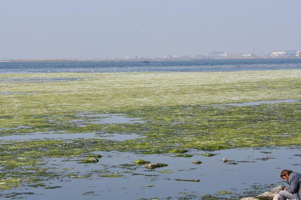 İzmir Körfezi'nde görülen deniz marulları ile ilgili korkutan açıklama