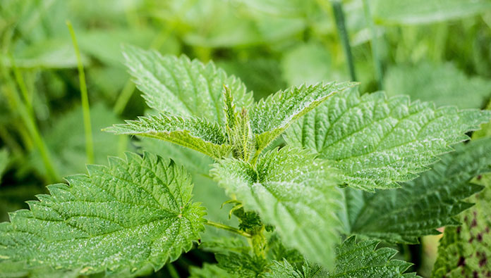 Isırgan otunun faydaları nelerdir? Isırgan otu neye iyi gelir?