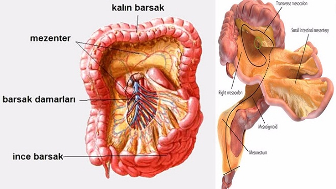İnsan Vücudunda Yeni Bir Organ Keşfedildi