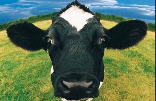 Sütbank'ın İnekleri Öldü Geçmiş Olsun!