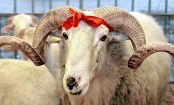 Carrefour kurbanlık fiyatları 2019 | Büyükbaş, Küçükbaş fiyatları kaç TL