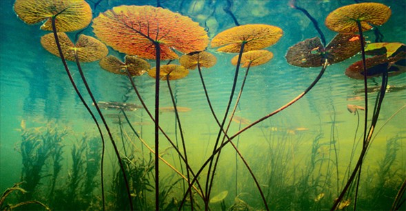 Dünyanın En Güzel Fotoğrafları, En Güzel Profil Fotoğrafları