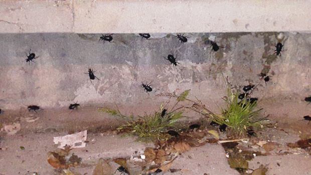 Şanlıurfa'da salgın!