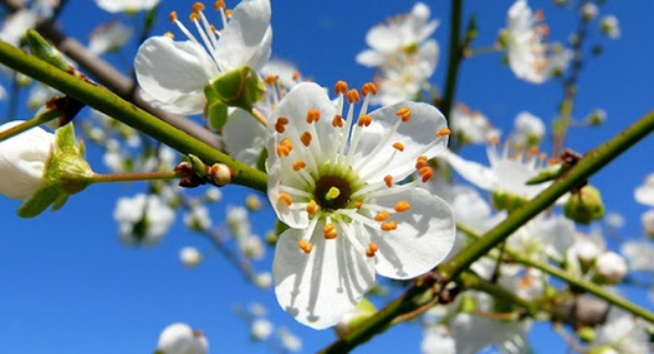 Cemre'nin anlamı nedir , Cemre ne zaman düşer