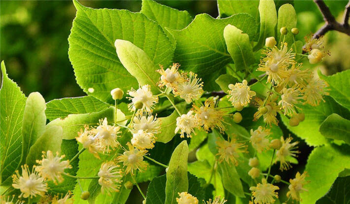 Tilia, Tilia silvestris ve Linden olarak da tabir edilen ıhlamur bitkisi, haziran ve ağustos ayları arasında sarımsı renkte çiçekler açan ağaçlardır. Hoş kokusu ve yumuşak tadıyla kış aylarının vazgeçilmez bitki çayı ıhlamurun sağlık üzerinde birçok olumlu etkisi bulunuyor.