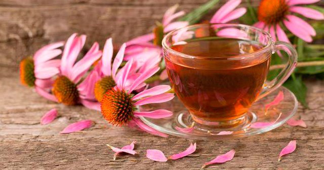 Ekinezya faydaları - zararları nelerdir | Nasıl kullanılır