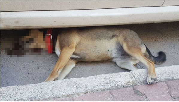 antalyada bahçe duvarına çivilenen köpek