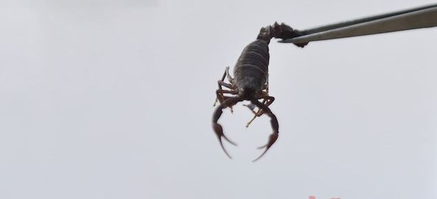 Dünya peşinde! Her yerden teklif yağıyor