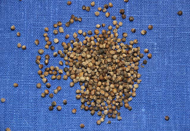 Hayıt tohumu nedir, faydaları nelerdir? Hayıt tohumu nasıl demlenir?