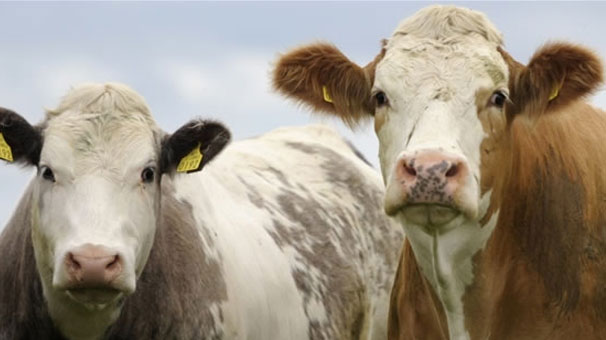 KURBAN BAYRAMI TATİLİ KİMLERİ KAPSIYOR