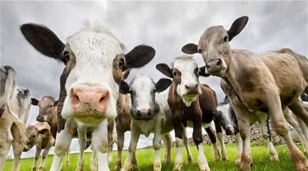 Kurban bayramı önemi tarhçesi