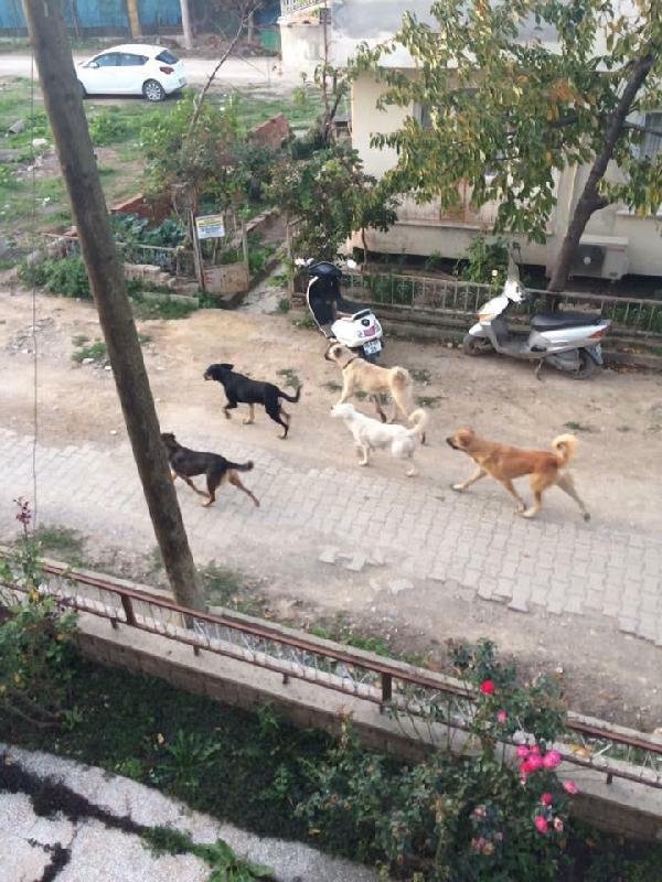 Bursa'da köpek dehşeti yaşandı