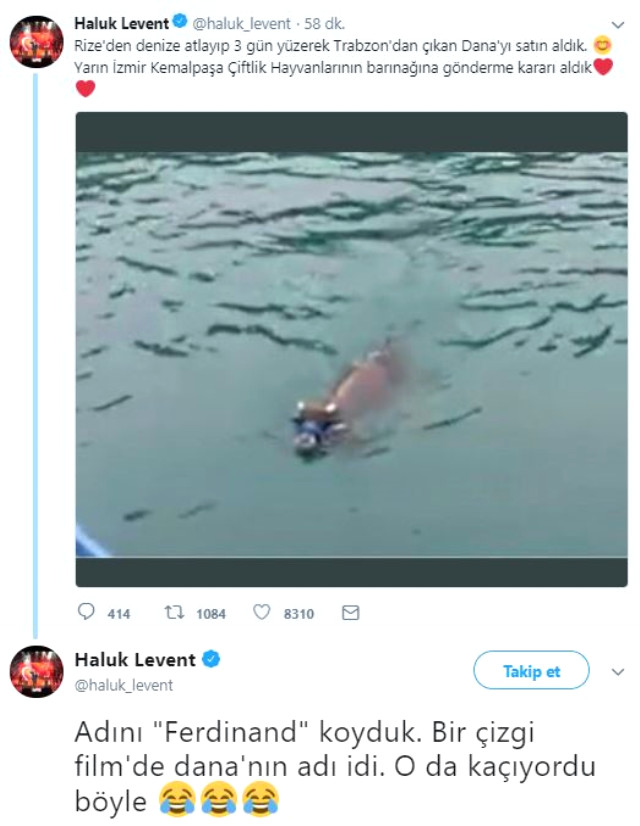 Rize'de denize atlayıp Trabzon'a kadar yüzen danayı Haluk Levent satın aldı