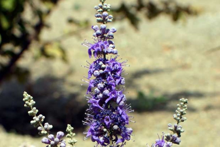 Hayıt tohumu nedir, faydaları nelerdir? Hayıt tohumu nasıl demlenir?