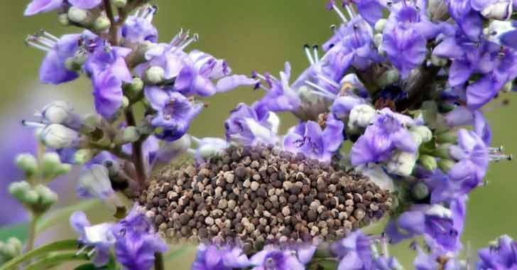 Hayıt tohumu nedir, faydaları nelerdir? Hayıt tohumu nasıl demlenir?