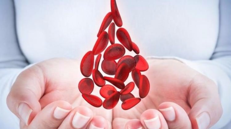 Hemofili Nedir, Belirtileri Nelerdir, Nasıl Tedavi Edilir | 17 Nisan Dünya Hemofili Günü 