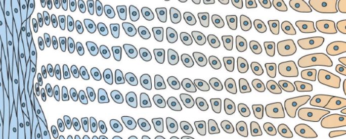 Histoloji nedir? Histolojinin çalışma alanları nelerdir? Histoloji' de hangi metodlar kullanılır?