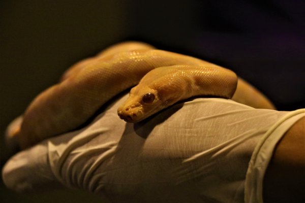 Antalya'da bulunan dev piton 41 yavru dünyaya getirdi