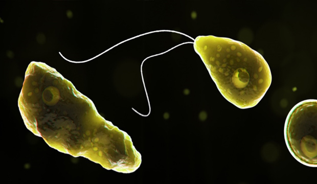 İçtiği sudan beyin yiyen amip çıktı, beyni günden güne eridi