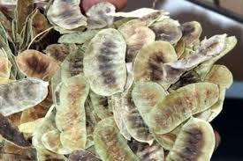 Açlık otu nedir? Açlık otunun faydaları ve zararları nelerdir?