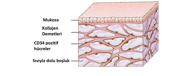 İnsan Vücudunda Yeni Bir Organ Keşfedildi