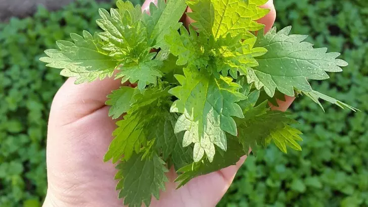 Isırgan otunun faydaları nelerdir? Isırgan otu neye iyi gelir?