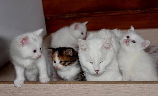 Kahverengi Van Kedisi doğdu