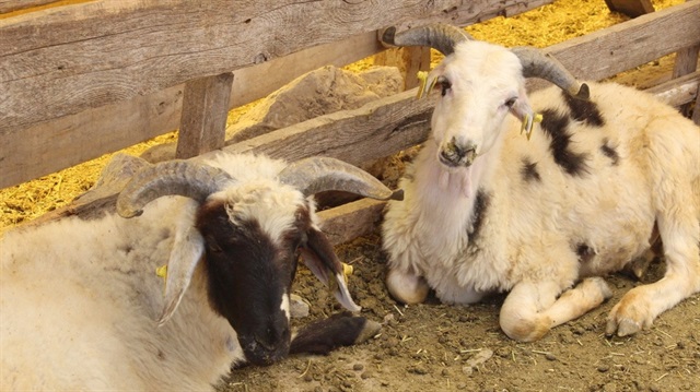 Kurban Bayramı'nda PTT açık mı?
